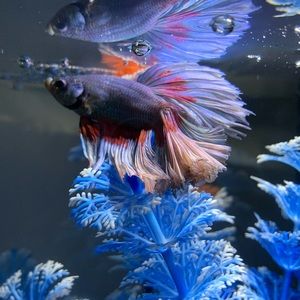 Meet your Posher, Kendra